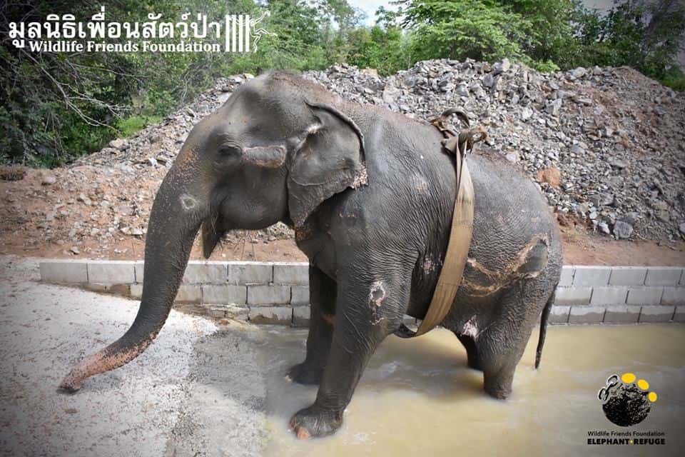 Credit: Wildlife Friends Foundation Thailand