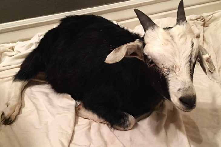 High Schoolers Rent Baby Goat For $10 And Nearly Kill Her At Their Party
