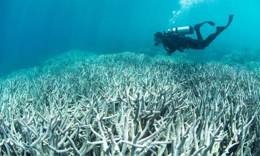 The Great Barrier Reef Is NOT Extinct, But Humans Need To Act Now To Save It