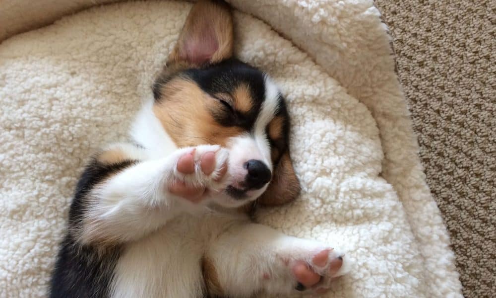 Experts Discovered What Dogs Dream About, And Owners Can’t Stop Crying
