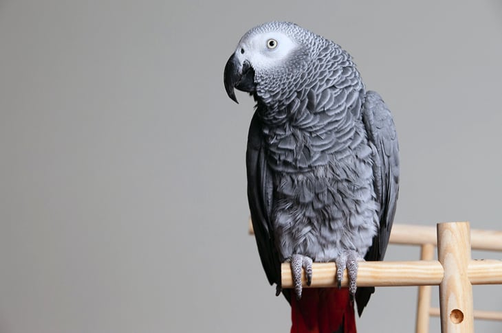 UN Officially Bans Trade Of Prized And Beloved African Grey Parrot