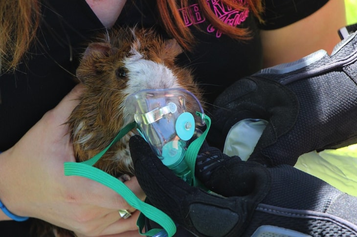 Firefighters Leave No Man Behind And Save Guinea Pig From Burning Home