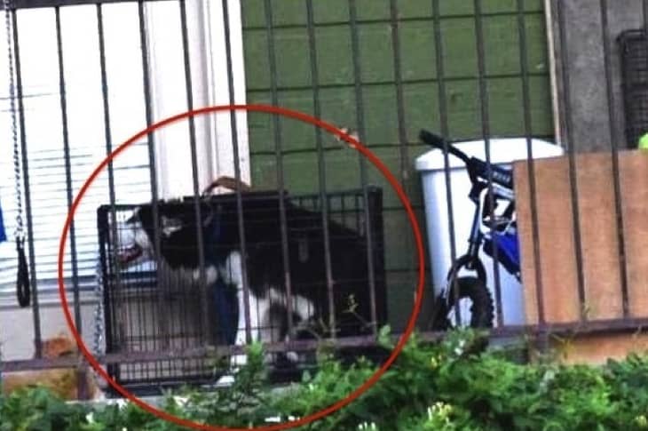 Woman Takes To Facebook To Save One Husky—Ends Up Saving 13 Animals