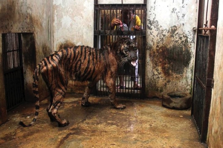 “Death Zoo” Needs To Be Shut Down Before Another Animal Dies Mysteriously