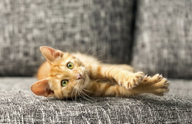 New Jersey To Become First U.S. State To Ban Declawing Of Cats