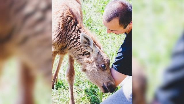 Guy Rescues Baby Moose, And Now She Visits Him Every Day