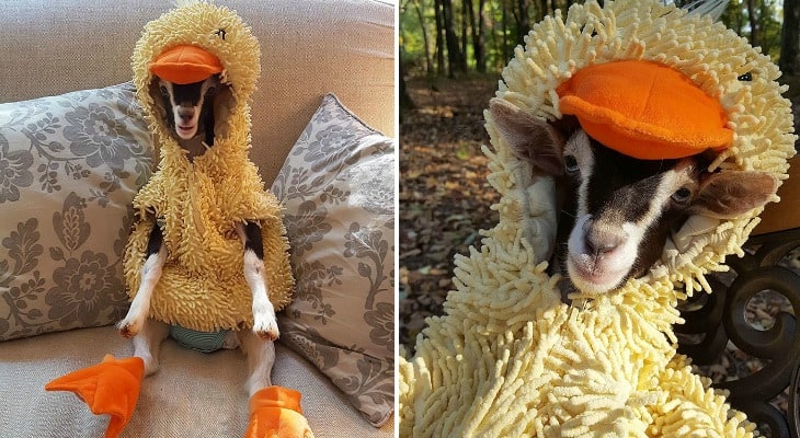 Adorable Rescue Goat Only Calms Down When She Wears A Duck Costume