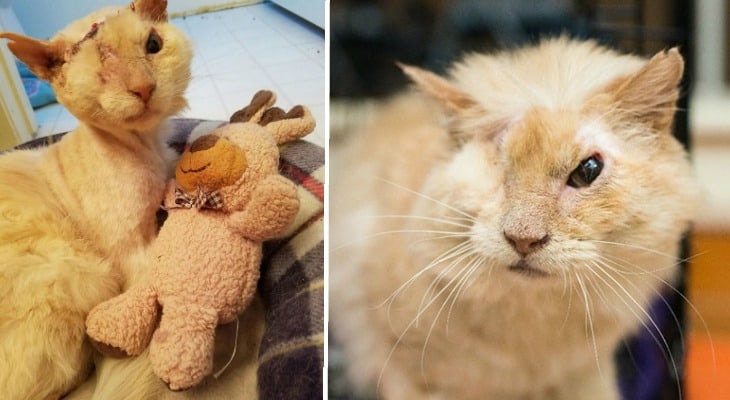 This Cat Still Loves People, Even Though Humans Poured Acid On His Face