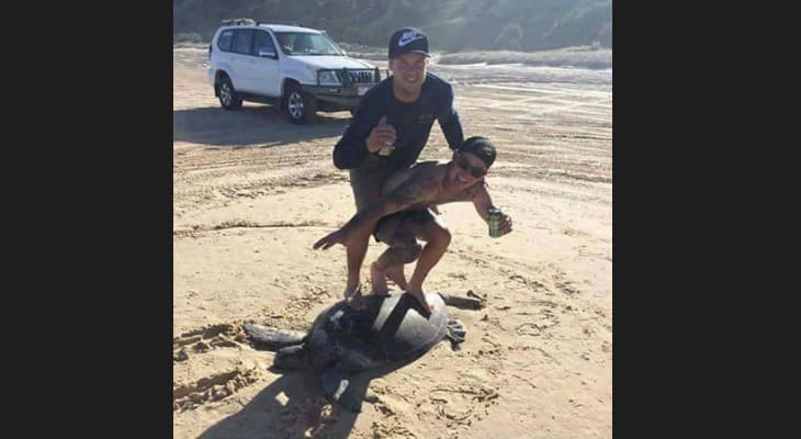 Idiots Pretending To Surf On Turtle’s Back Face $20,000 Fine