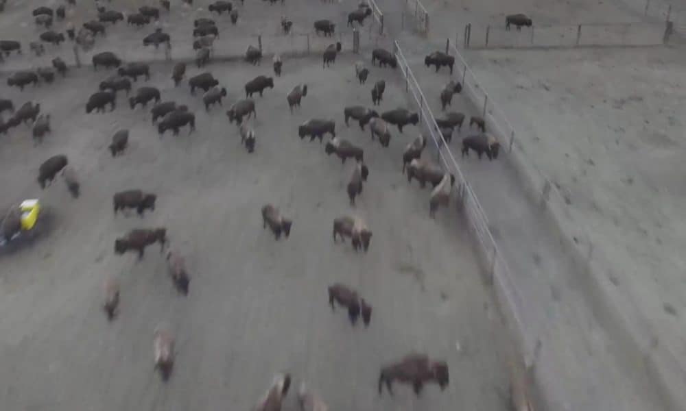 Company Behind DAPL Rounds Up Wild Buffaloes, Keeps Them Without Food Or Water [Watch]