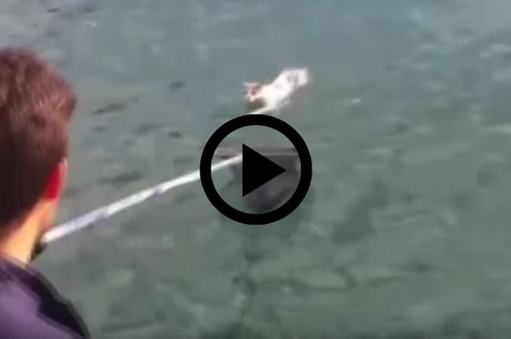 Boat Crew Brilliantly Rescues Tired Cat Found Lost At Sea [Watch]