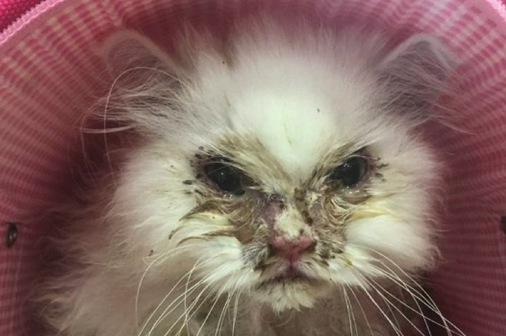 Woman Rescues Dying Cat And Now He Is Unrecognizable (In A Good Way)