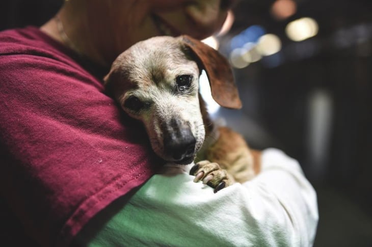 Blind Senior Dog Terrified At Shelter Is Living Out Her Golden Years With An Awesome Human