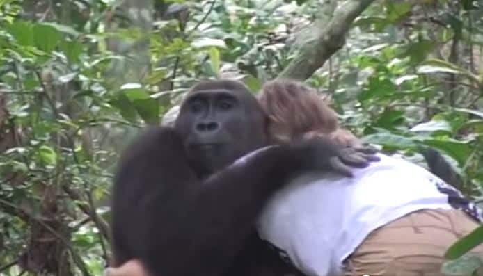 Wild Gorillas Remember Their Former Caretakers 11 Years Later