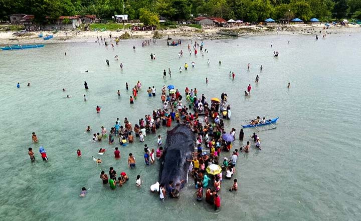 Beached Whale In The Philippines Found With Plastic Trash, Fish Nets In Stomach