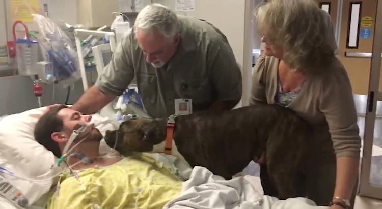 Hospital Allows Grieving Dog To Visit Dying Owner One Last Time [Watch]