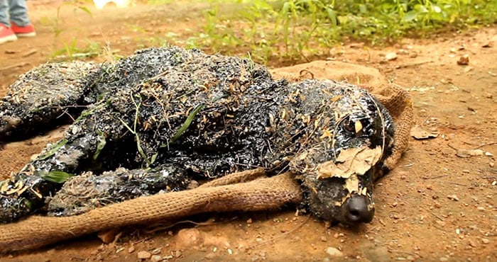 Dog Who Fell Into Hot Tar Was Left To Die, Until Activists In India Did This…