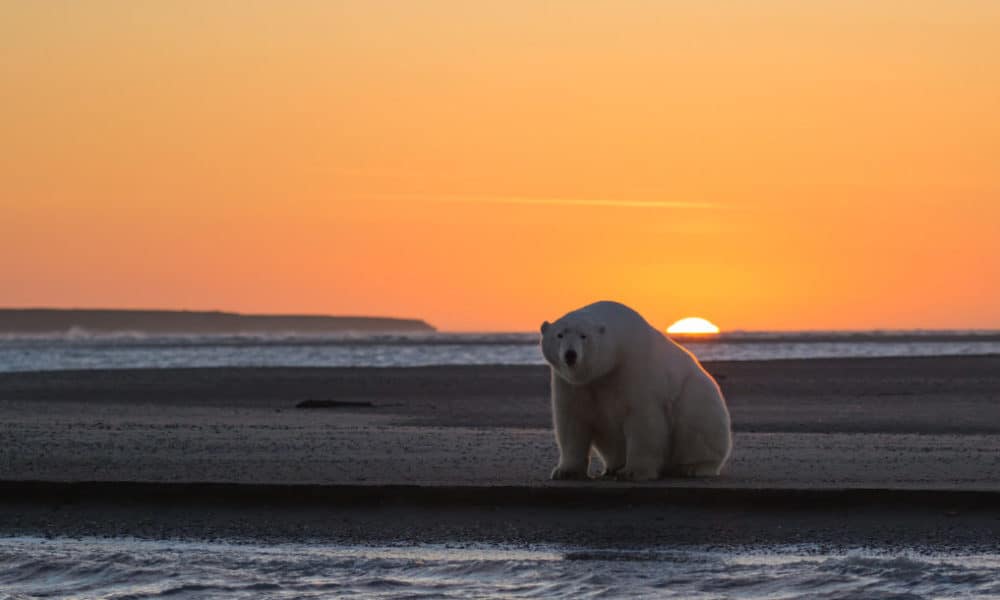 Photos Of Arctic With No Snow Convey Disturbing Reality Of Climate Change