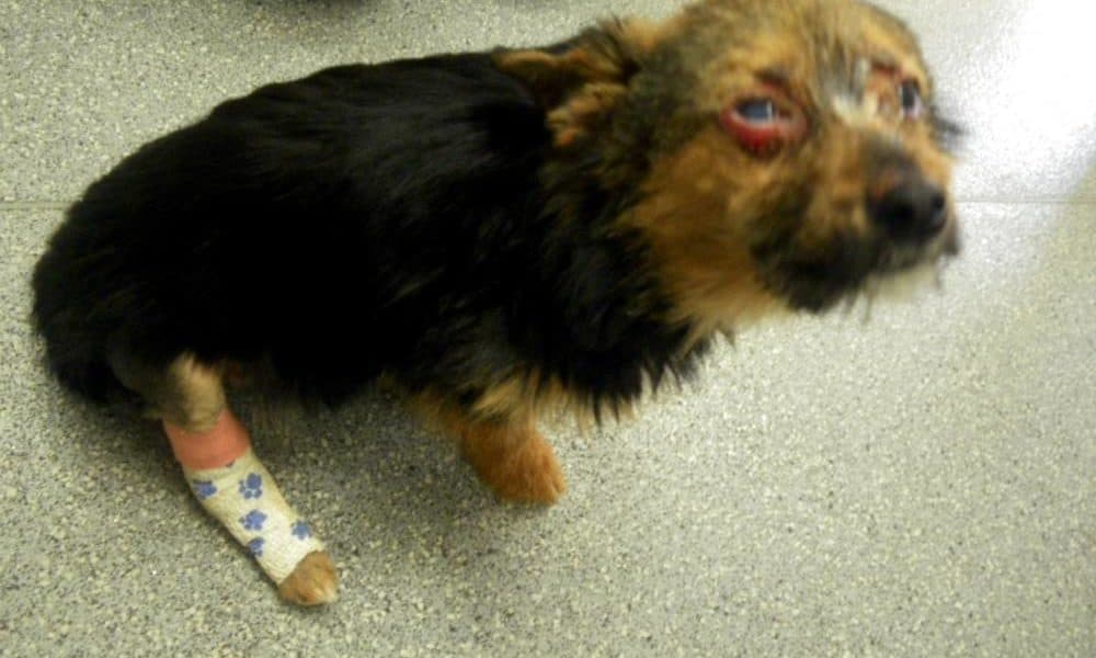 Teenagers Broke This Dog’s Legs And Set Him On Fire, Yet He Still Loves People