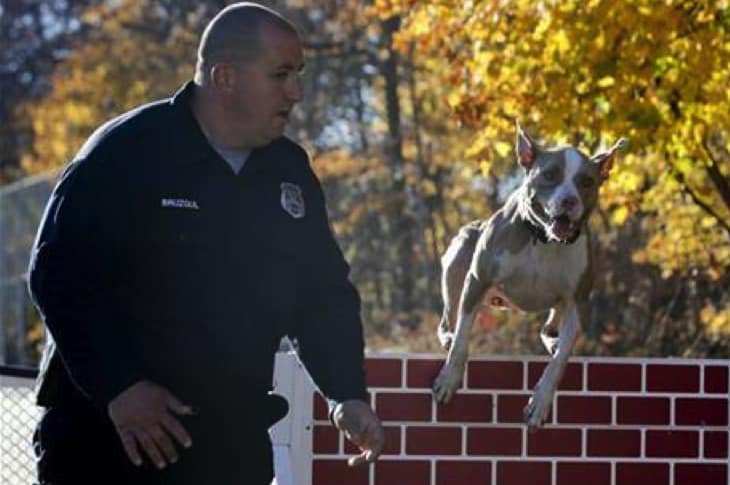 Rescued Pit Bulls Trained To Become Best K9s In The Country And Combat Stereotypes