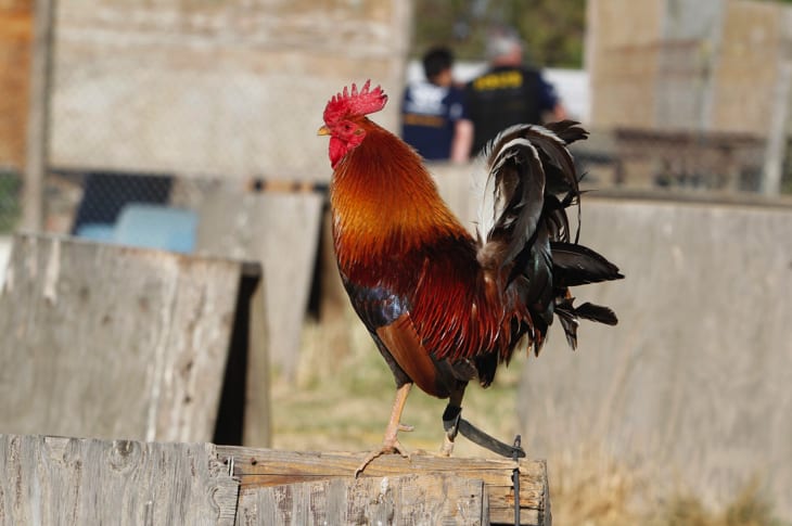 Nearly One Dozen People Arrested And Several Roosters Rescued After Cockfighting Bust In California