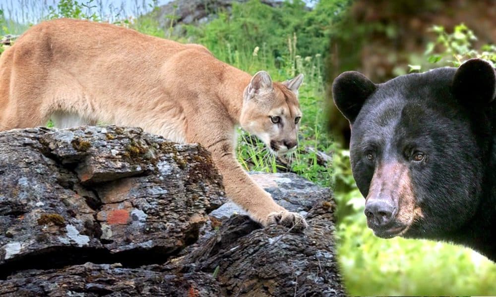Colorado to Spend $4.5 Million to Kill Mountain Lions and Bears – The Reason Why is Unthinkable