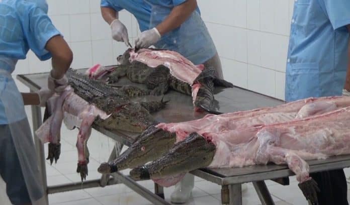 Gruesome Video Exposes The Truth Behind Crocodile Skin Products [Watch]