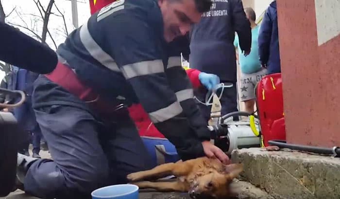 Romanian Firefighter Saves Dog’s Life By Performing CPR [Watch]