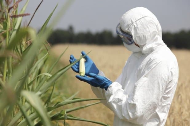 Court Rules Local Governments Can Ban GMO Crops In Spite Of Federal Laws