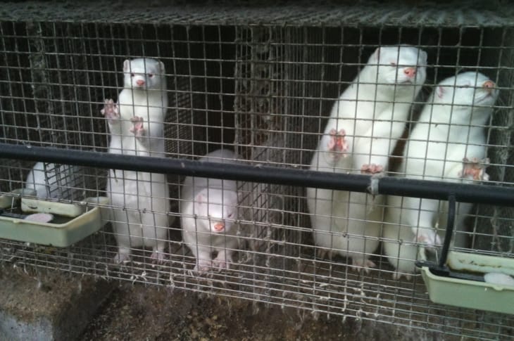 Japan’s Last Remaining Fur Farm Has Officially Closed, But There’s Still More To Be Done