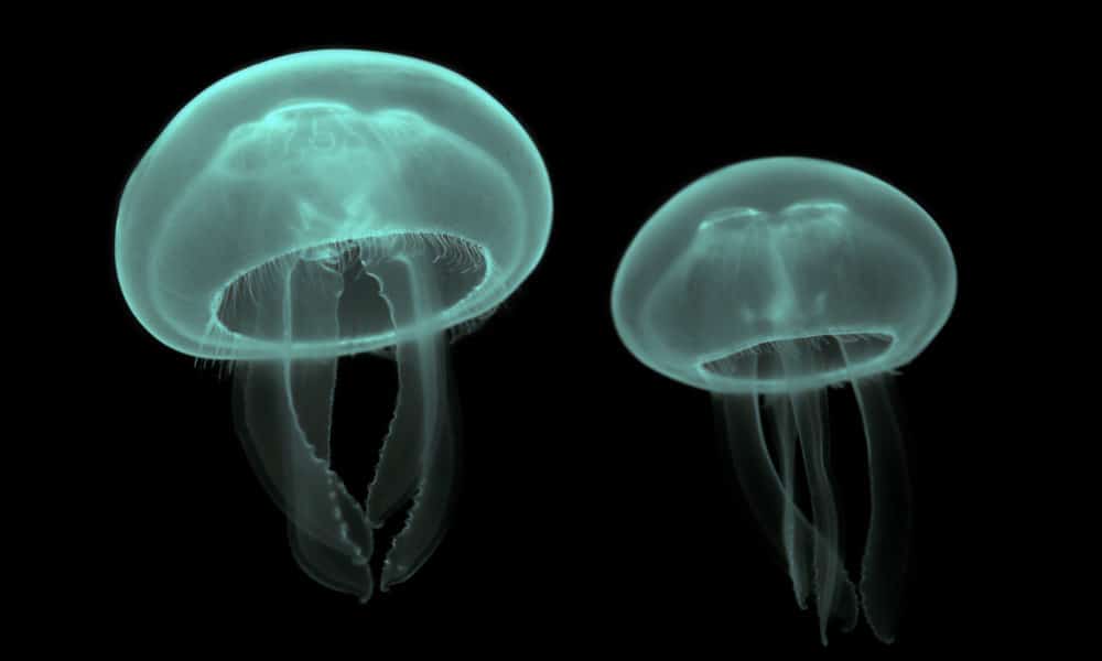 The Biosolar Revolution: How Jellyfish May Help Solve The Energy Crisis