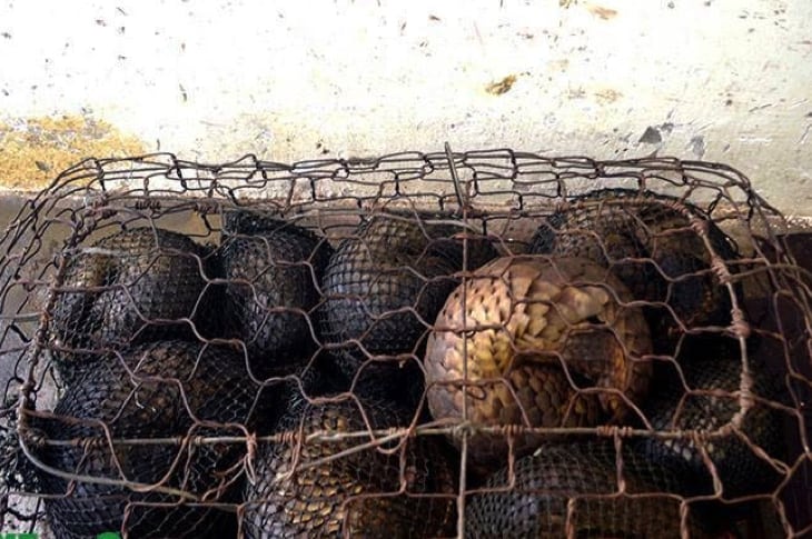 Police Stop People At Border And Wind Up Saving Most Trafficked Mammal In The World