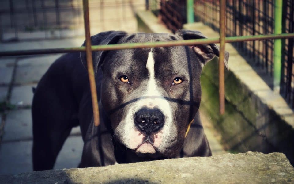 The Montreal Pit Bull Ban Is Officially In Effect