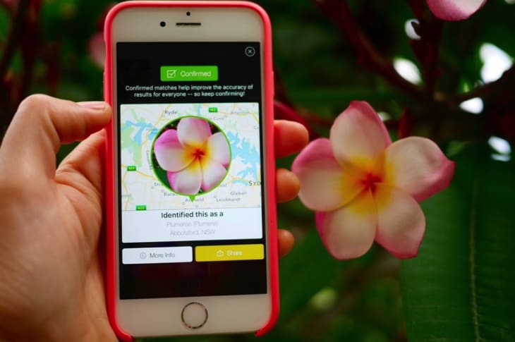 New App Aims To Be The “Shazam” For Plants By Identifying Species With Just A Photo
