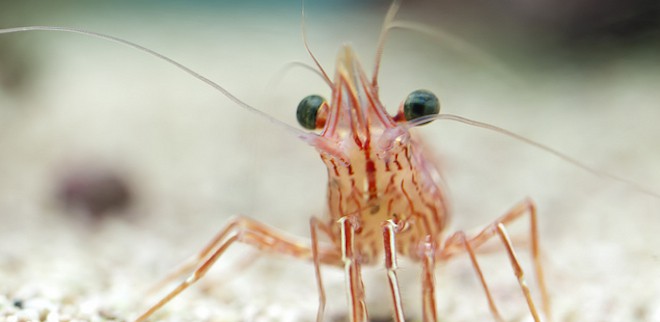 Your Seafood Is Probably Toxic: The Shocking Truth About Shrimp Farms In Asia