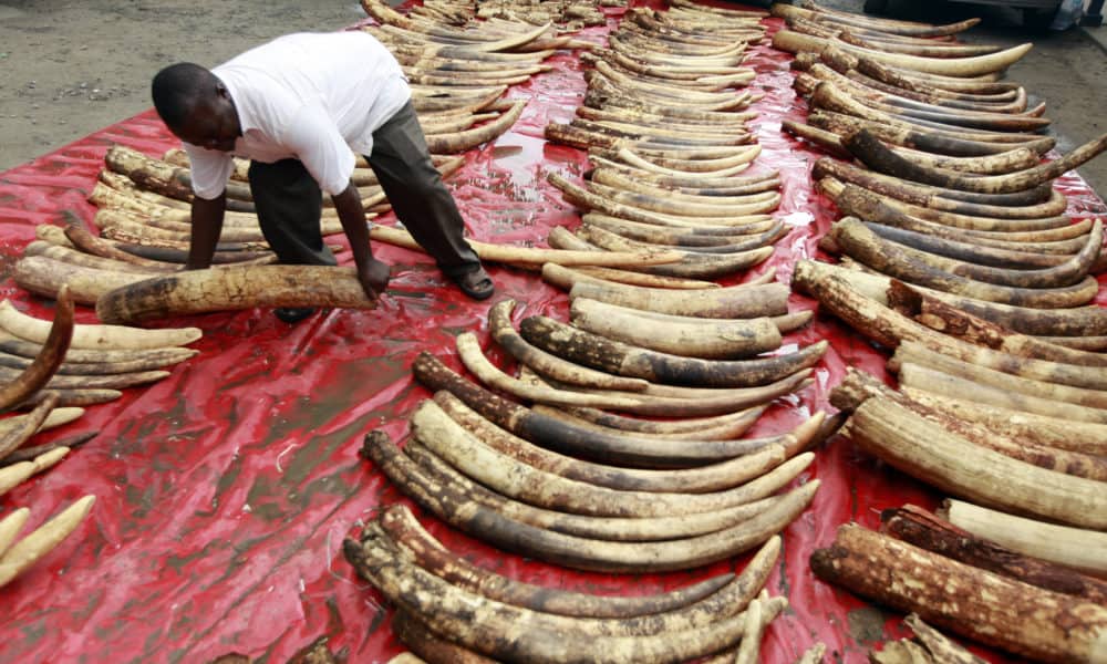 BREAKING: China To Ban Domestic Ivory Trade By End Of 2017