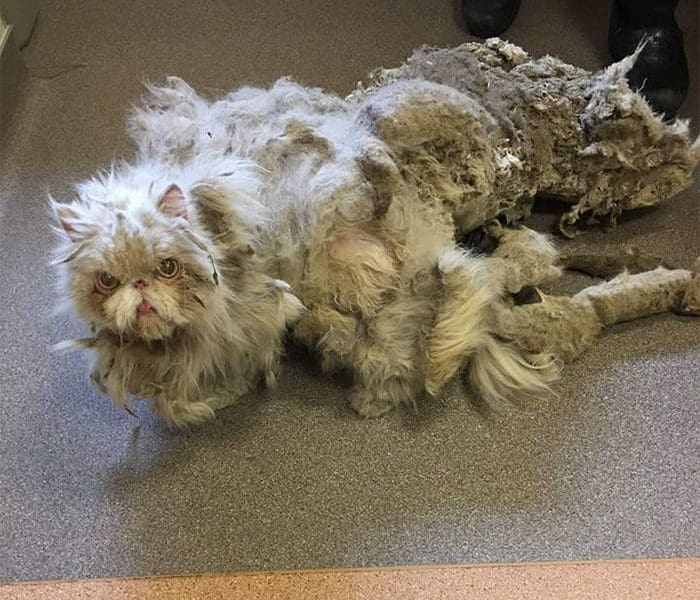 Cat Carrying 5 Pounds Of Matted Fur Undergoes Radical Transformation