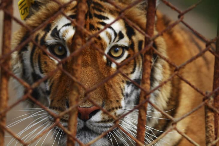 People Are Breeding Tigers So They Can Sell Them As Pets Online