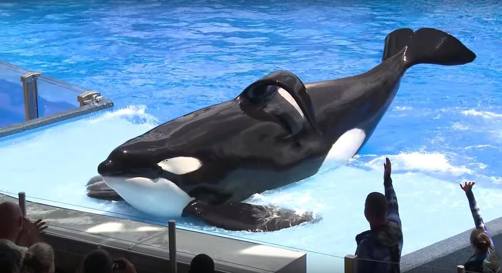 BREAKING: Infamous Killer Whale Tilikum Dies In Captivity