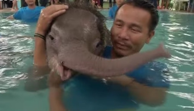 [Watch] Baby Elephant Learns To Walk Again During Hydrotherapy Session