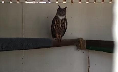 Owl From Harry Potter Now Lives In Horrendous Conditions [Watch]