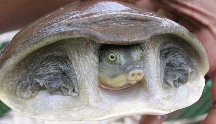 Largest Wildlife Bust In The Nation Reveals 6,000 Turtles Enroute To Slaughter