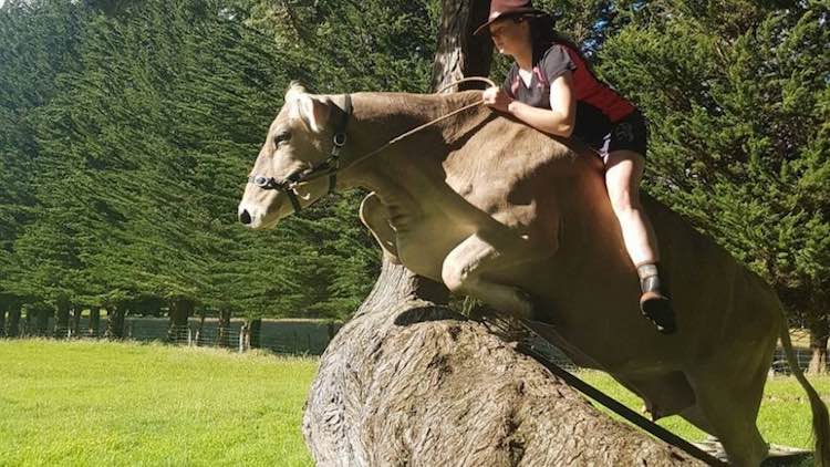 Her Family Couldn’t Afford A Horse, So She Trained A Cow To Ride Instead [Watch]