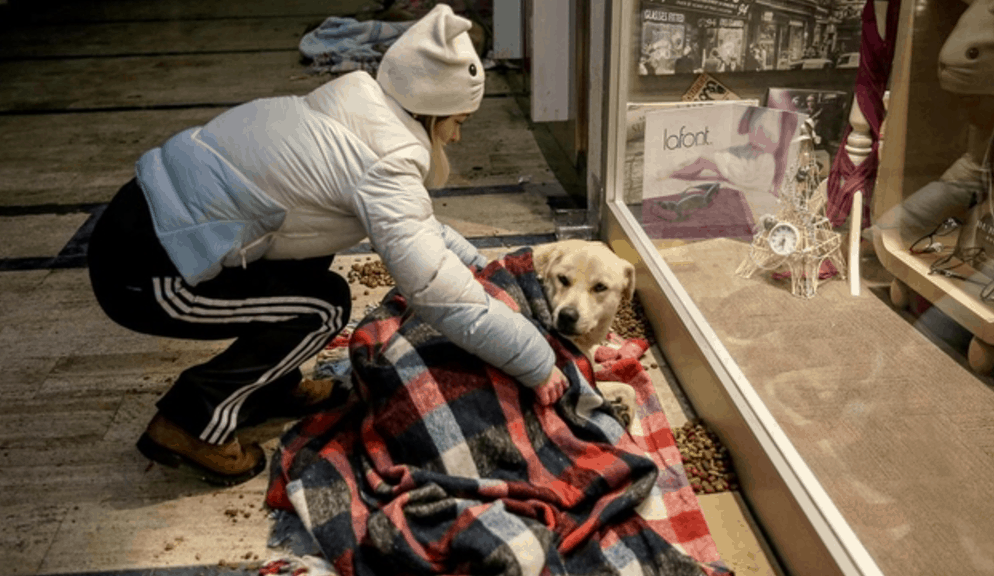Mall In Turkey Opens Its Doors To Stray Dogs During Winter Storm
