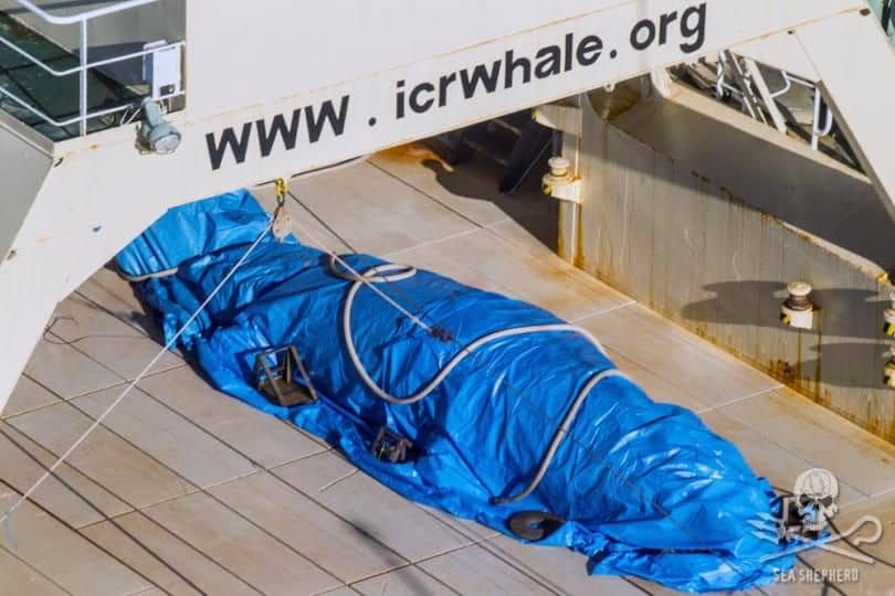 BREAKING: Japanese Vessel Found With Slaughtered Whale On Board