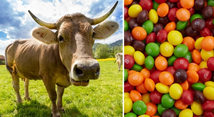 Skittle-Fed Beef? Wisconsin Farmers Caught Secretly Feeding Candy To Beef Cattle