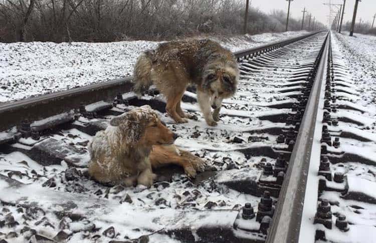 Devoted Dog Spends Days Guarding Injured Friend On Train Tracks [Watch]