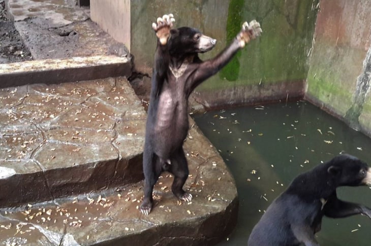 Starving Bears Beg Zoo Visitors For Food, Indonesian Gov’t Ignores Pleas For Help