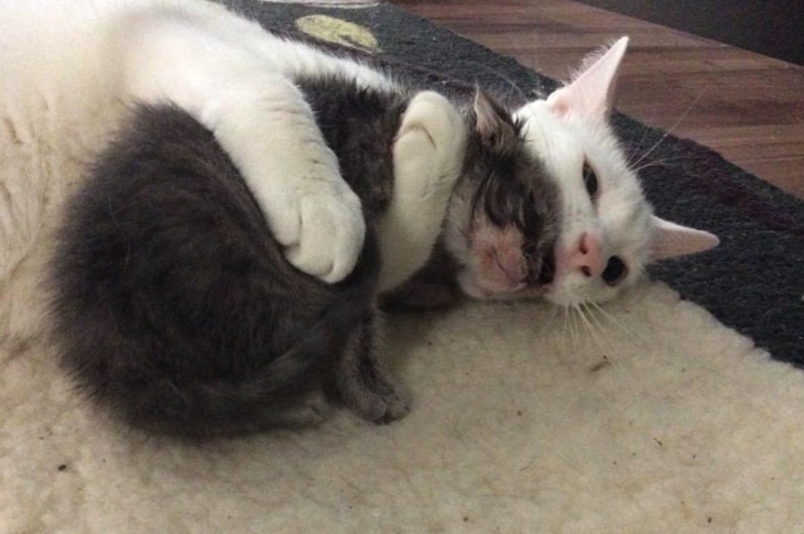 Rescue Cat Cuddles All The Orphaned Kittens His Mom Brings Home