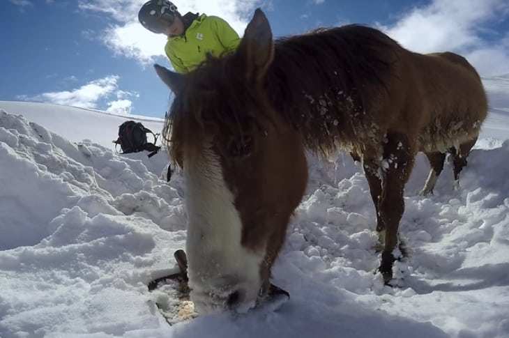 Compassionate Snowboarders Rescue Lost Horse From Freezing To Death